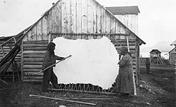 First Nations women scraping moose hide. ca. 1943. 