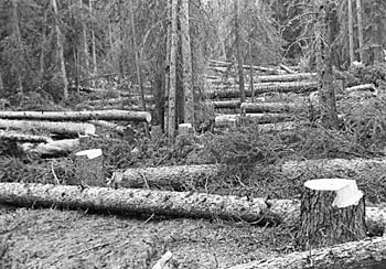 Construction of roads led to destruction of wilderness. ca. 1942.
